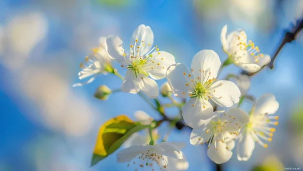 Blossoming spring flowers with a blue sky backdrop.