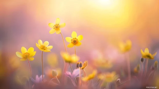 Spring dawn with flowers and soft light.