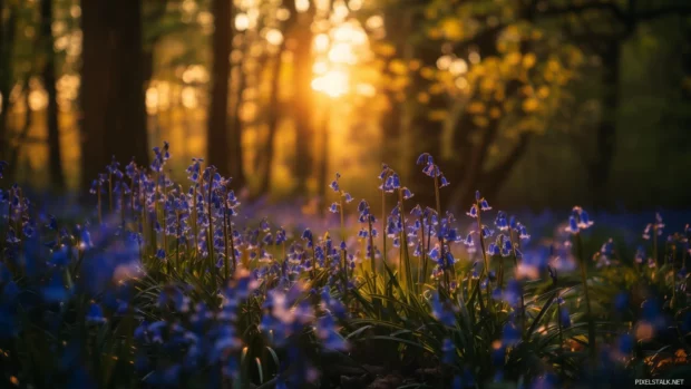 Springtime flowers in a forest glade.