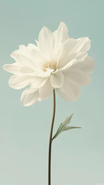 A delicate single white flower with soft petals, set against a soft pastel background.