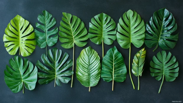 A natural overhead view of various tropical leaves desktop wallpaper.