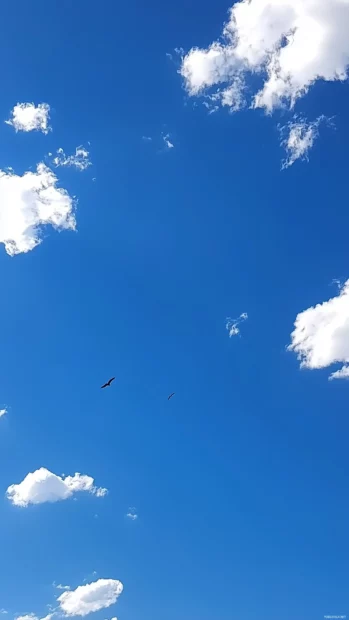 A peaceful blue sky scattered with small, puffy cumulus clouds, with a few birds flying overhead.