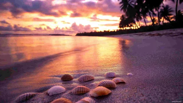 A serene tropical computer wallpaper at sunset, soft golden light reflecting on calm turquoise waters, coconut palm trees swaying gently in the breeze, vibrant pink, orange, and purple sky.