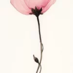 A simple pink flower on a clean white background.