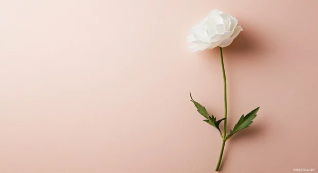 A single white flower with a soft shadow, set against a muted beige background.