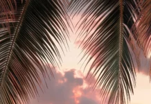 A tropical beach scene with an aesthetic design featuring warm golden hour lighting, palm leaves framing the view, pastel pink and peach skies reflecting on calm water.