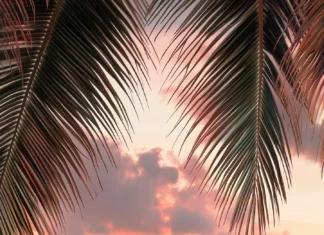 A tropical beach scene with an aesthetic design featuring warm golden hour lighting, palm leaves framing the view, pastel pink and peach skies reflecting on calm water.