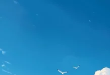 An aesthetic cloud background with a peaceful blue sky scattered with small, puffy cumulus clouds, with a few birds flying overhead.