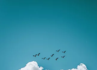 Cloud iPhone wallpaper with a peaceful blue sky scattered with small, puffy cumulus clouds, with a few birds flying overhead, creating a tranquil scene.