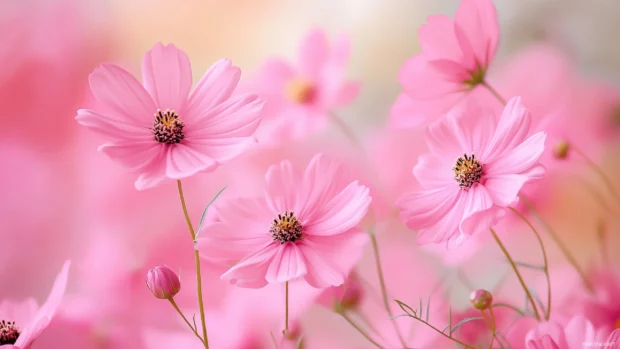 Cool pink flower wallpaper with soft petals.