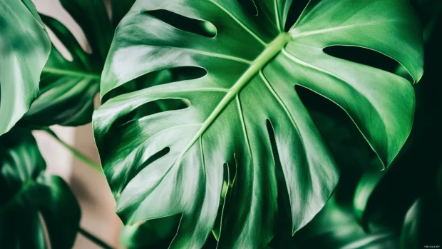 Macro shot of a large monstera leaf with dramatic natural light and shadow play.