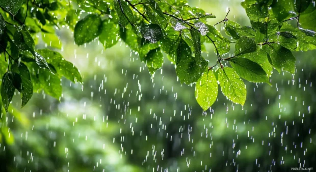 Rainstorm in the middle of a dense rainforest, thick foliage covered in water droplets, vibrant green leaves reflecting natural light, mist and fog adding depth to the scene.