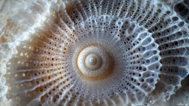 A HD macro photograph of a seashell on the sand at Miami Beach.