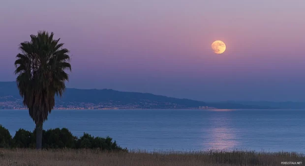 A beachy wallpaper full moon shining , with a silhouette of a palm tree in the foreground .