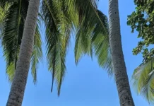 A beachy wallpaper with a hammock tied between two palm trees .