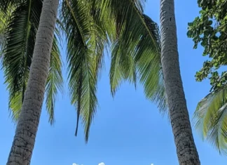 A beachy wallpaper with a hammock tied between two palm trees .