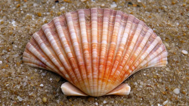 A close up of a seashell on the sand for desktop wallpaper.