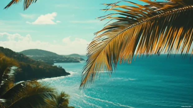 A close up of palm fronds swaying in the wind HD wallpaper.