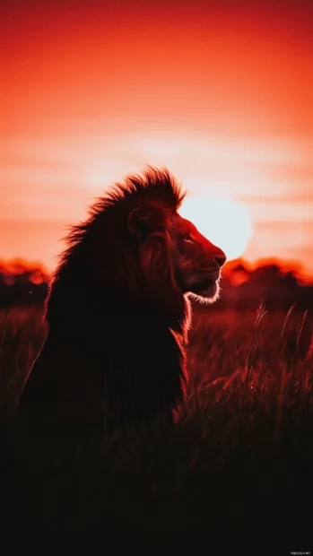 A dramatic shot of a lion silhouetted against a vibrant sunset, its mane illuminated by the warm hues of orange and pink.