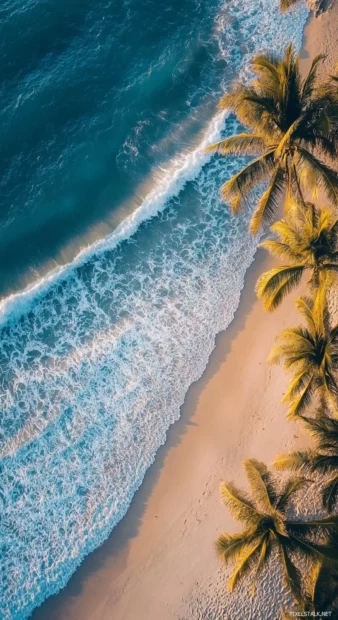 A drone shot of a beach with palm trees and blue water for iPhone wallpaper.