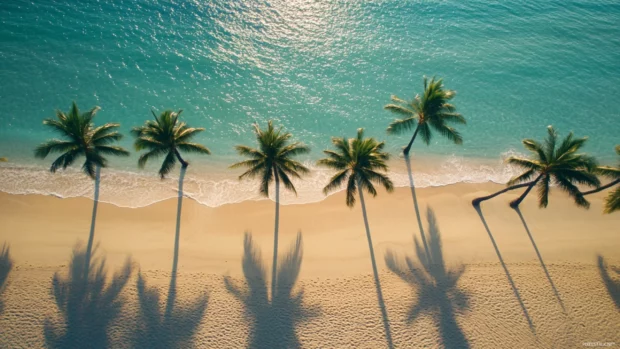 A drone shot of a palm tree lined beach scene wallpaper.