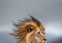 A kingly lion standing on a mountain peak, the wind blowing its mane dramatically, a vast valley below .