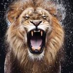 A lion roars, raindrops splash, high speed shot, displaying raw power.