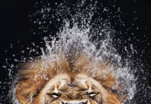 A lion roars, raindrops splash, high speed shot, displaying raw power.