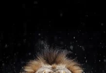 A roaring lion with raindrops falling around it, captured in high speed photography, showcasing raw power.