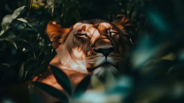 A serene close up of a lion resting in the grass.