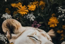 A serene image of a lion resting peacefully in a field of wildflowers.