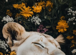 A serene image of a lion resting peacefully in a field of wildflowers.