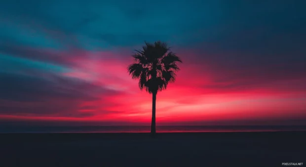 A single palm tree silhouetted against a colorful sunset.