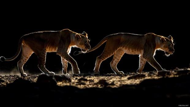 A teenage lion training with an elder lion, learning the ways of leadership, determination in its glowing eyes.