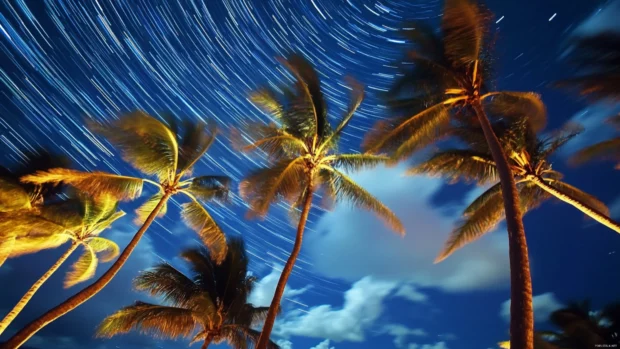 A time lapse photo of palm trees swaying in the wind for desktop wallpaper.