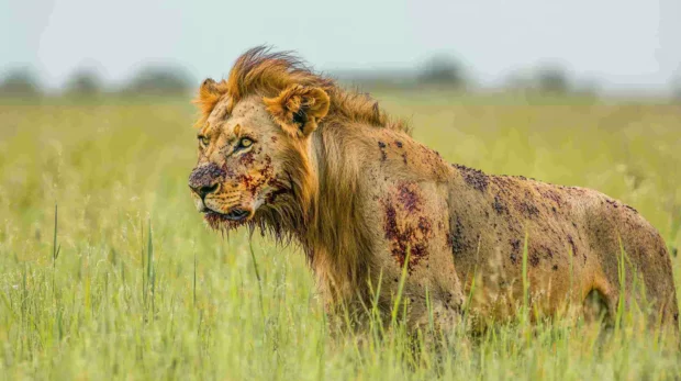 A warrior lion with scars of past battles, standing proudly with a determined look, embodying wisdom and strength.