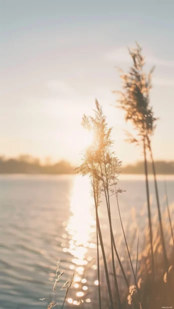 An aesthetic beach with tall, swaying grasses and a warm wallpaper.