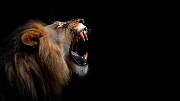 An intense portrait of a lion roaring, capturing the strength and power of its open mouth and sharp teeth.