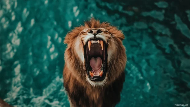 An intense portrait of a lion roaring, capturing the strength and power of its open mouth and sharp teeth.