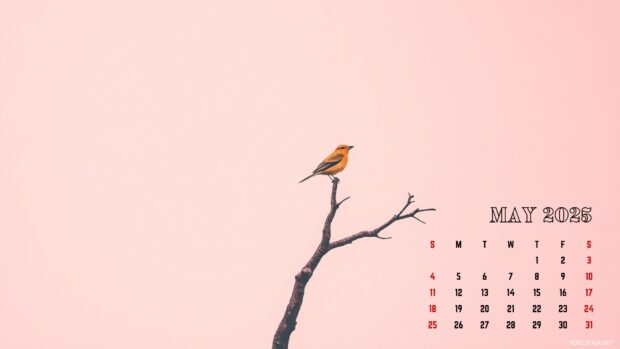 Free Download May 2025 Calendar Wallpaper 1080p.