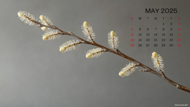 Free download May 2025 Calendar Backgrounds.