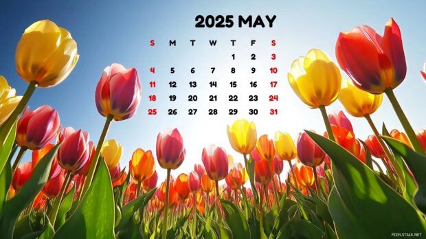 Free download May 2025 Calendar Backgrounds HD.