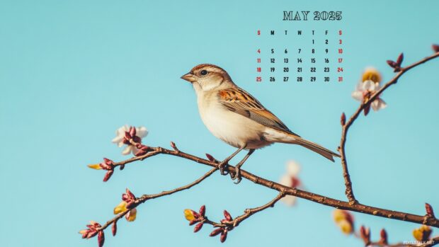 May 2025 Calendar Backgrounds HD for Windows.