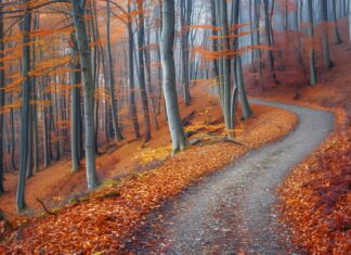 A beautiful autumn forest HD Desktop Background with a carpet of fallen leaves and a winding path.