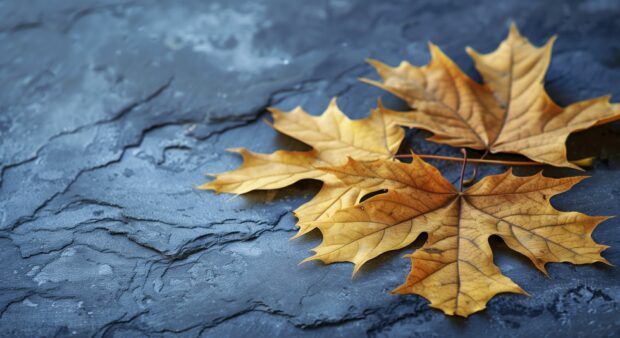 A few autumn leaves lying flat on a clean surface.