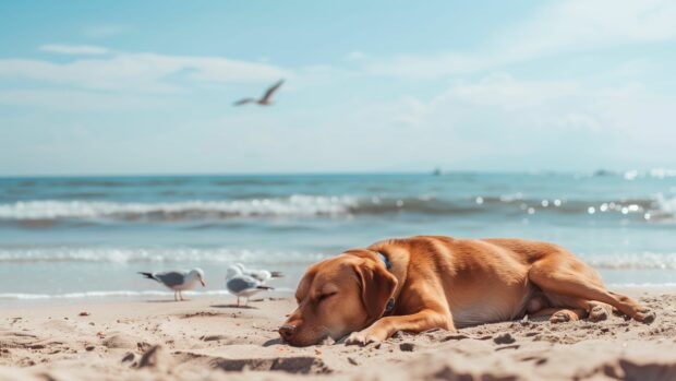 A serene beach scene with a cool dog lying on the sand.