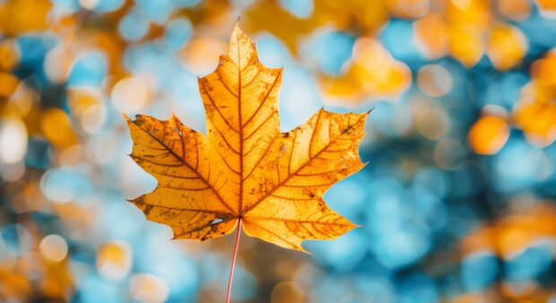 A single vibrant autumn leaf with a blurred background.