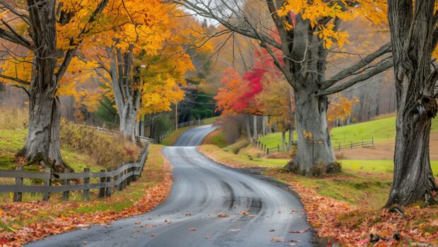 Aesthetic Nature Desktop Wallpaper with a country road lined with trees in full autumn.
