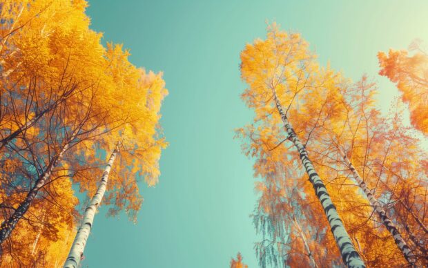 Autumn Desktop HD Wallpaper, Majestic autumn trees with golden leaves against a clear blue sky.
