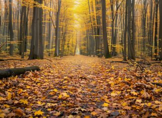 Autumn forest desktop wallpaper with a carpet of fallen leaves.